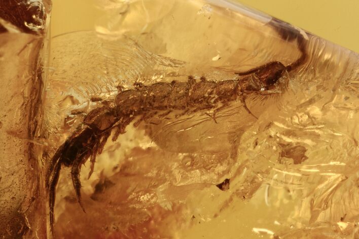 Fossil Stone Centipede (Lithobiidae) In Baltic Amber #270623